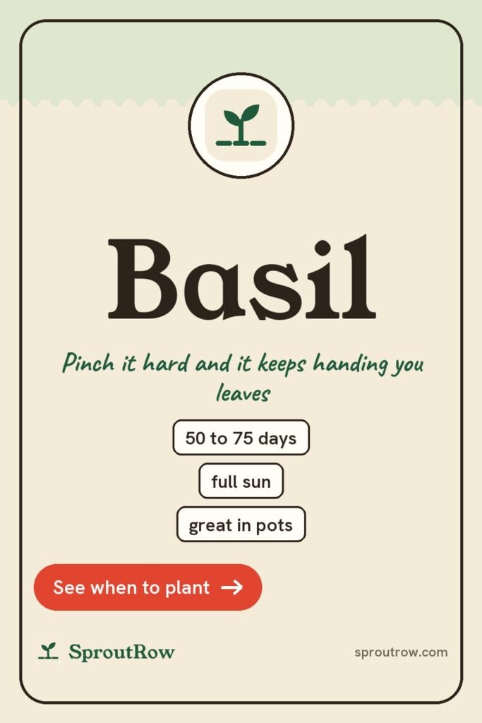 Basil pin