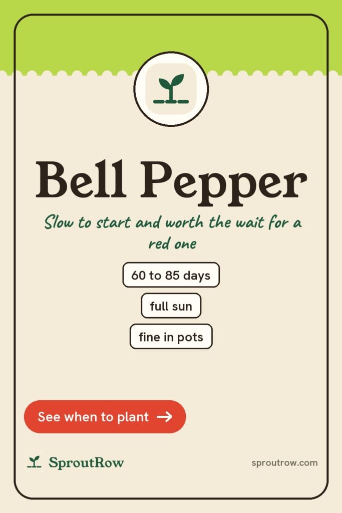 Bell Pepper pin
