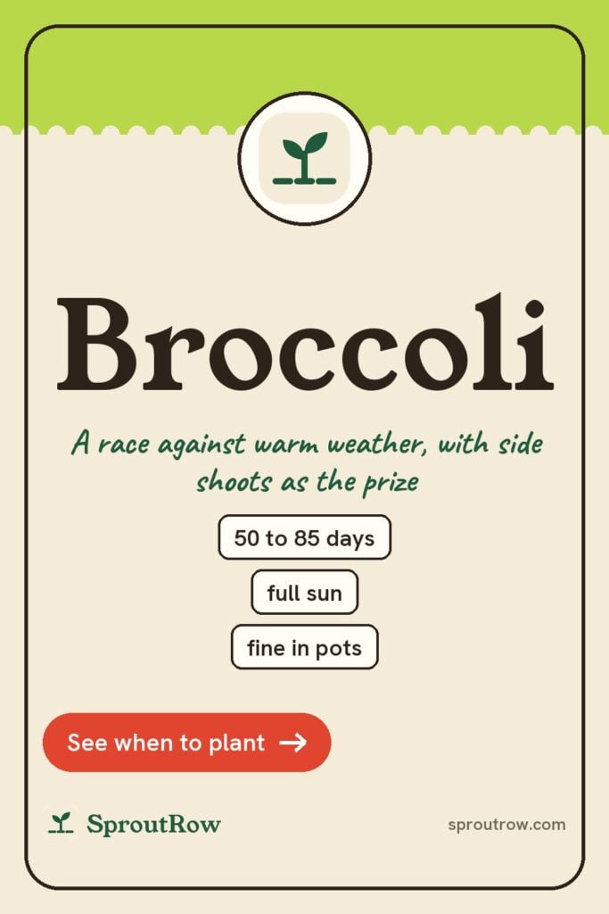 Broccoli pin