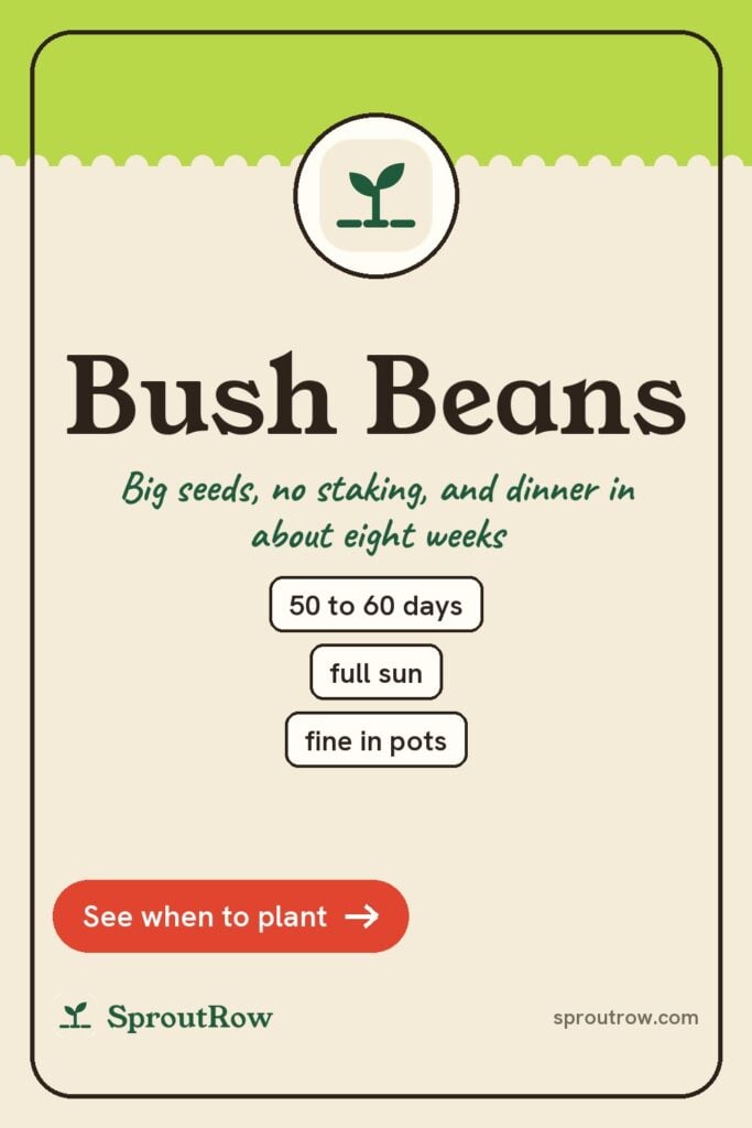 Bush Beans pin