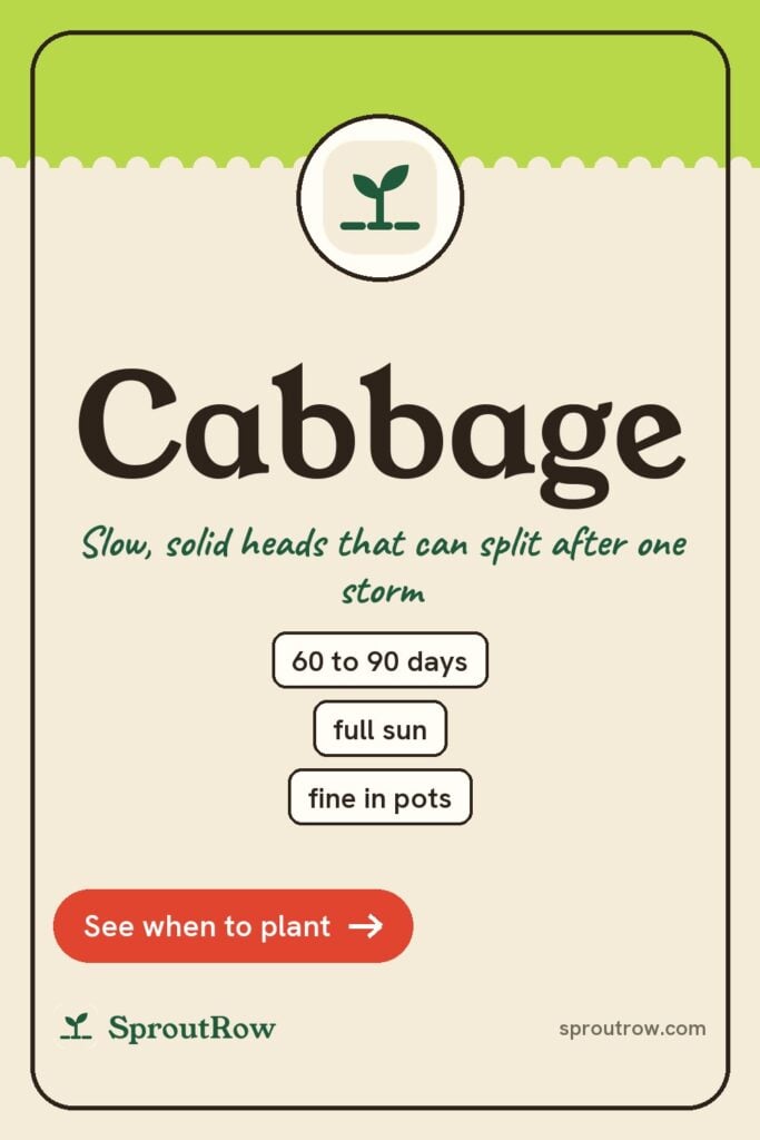 Cabbage pin