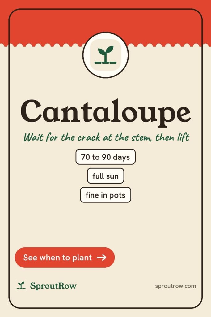 Cantaloupe pin