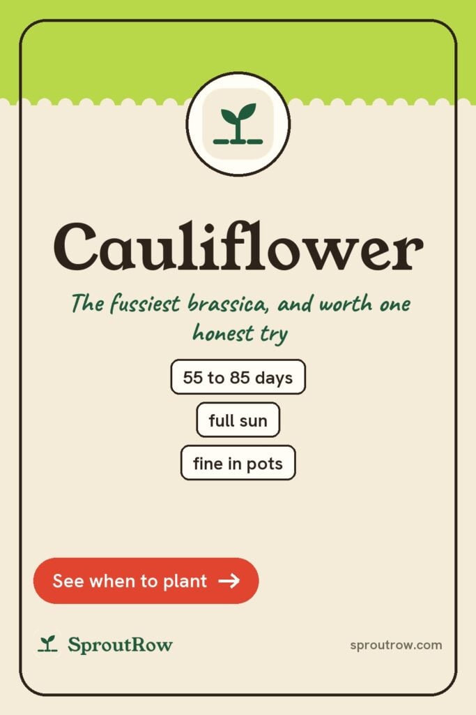 Cauliflower pin