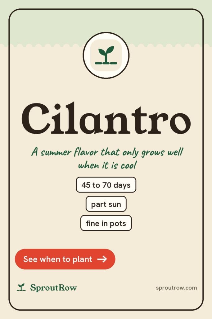 Cilantro pin