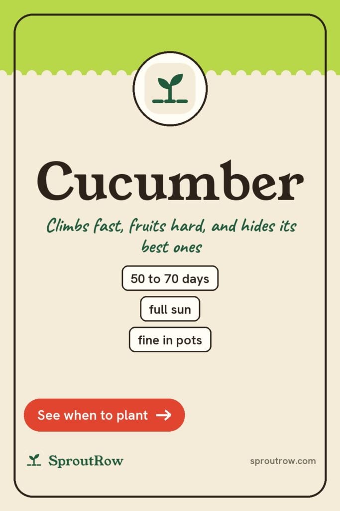 Cucumber pin