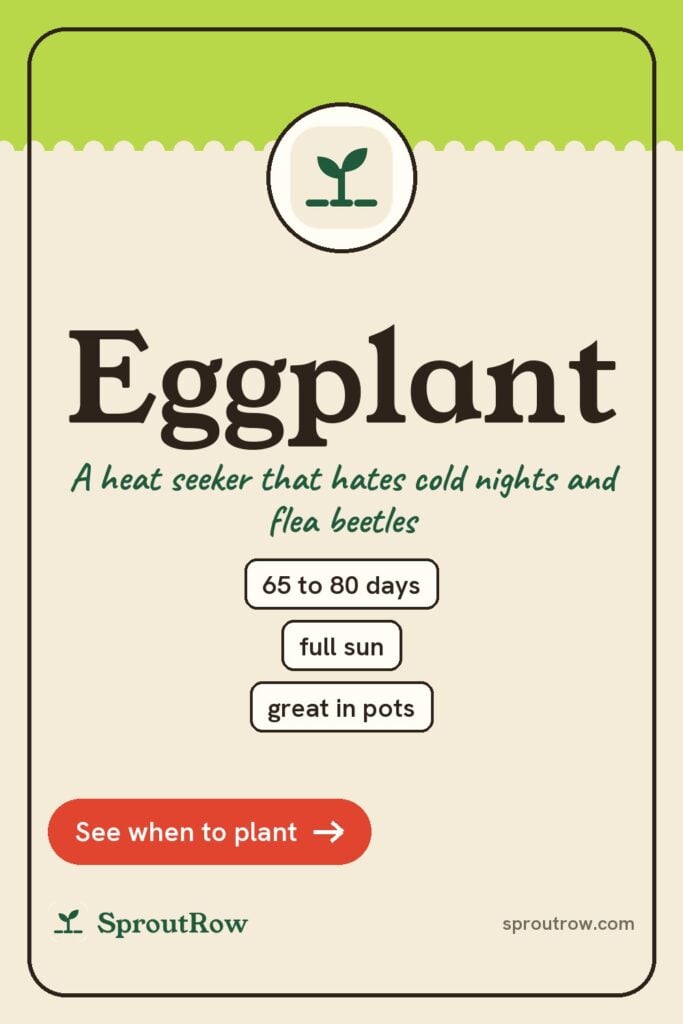 Eggplant pin