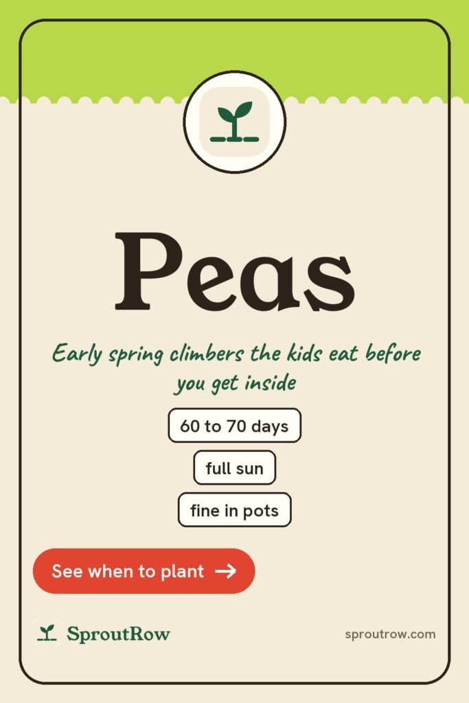 Peas pin