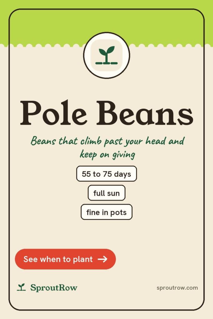 Pole Beans pin
