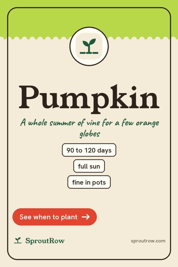 Pumpkin pin