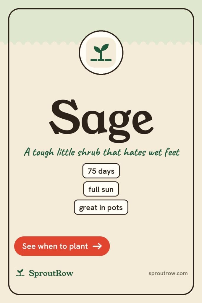 Sage pin