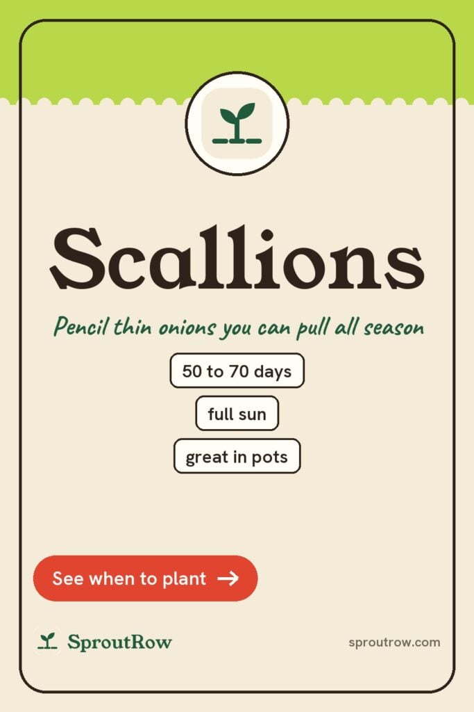 Scallions pin