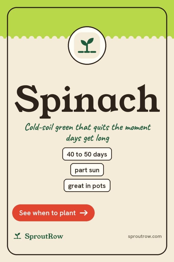 Spinach pin