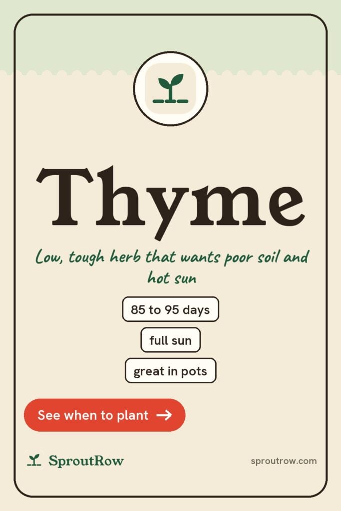 Thyme pin